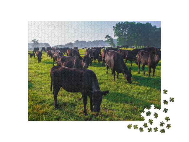 Summer Morning in the Pasture. a Herd of Black Aberdeen A... Jigsaw Puzzle with 1000 pieces