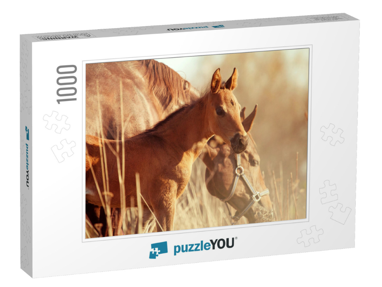 Cute Little Foal - Sunset Portrait... Jigsaw Puzzle with 1000 pieces