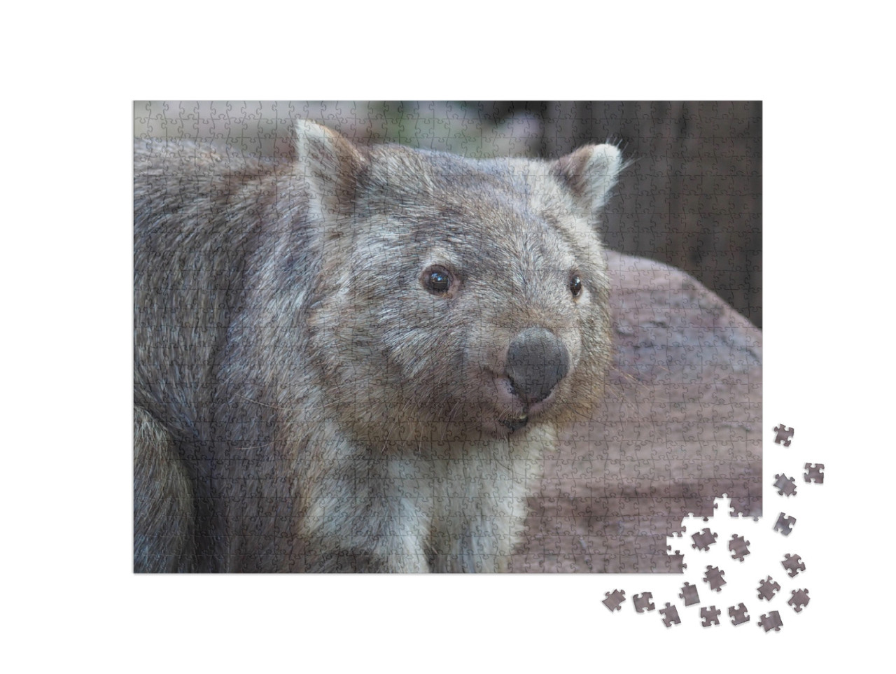 Stocky Robust Powerful Common Wombat in a Cheerful Happy... Jigsaw Puzzle with 1000 pieces