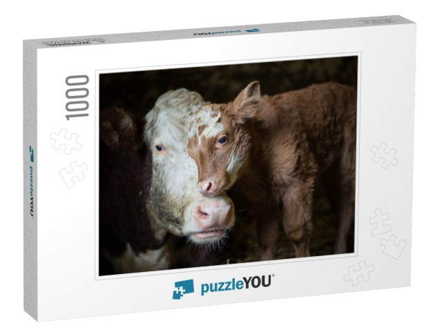 Cow & Calf Photographed on My Grandparents Farm. a Moment... Jigsaw Puzzle with 1000 pieces