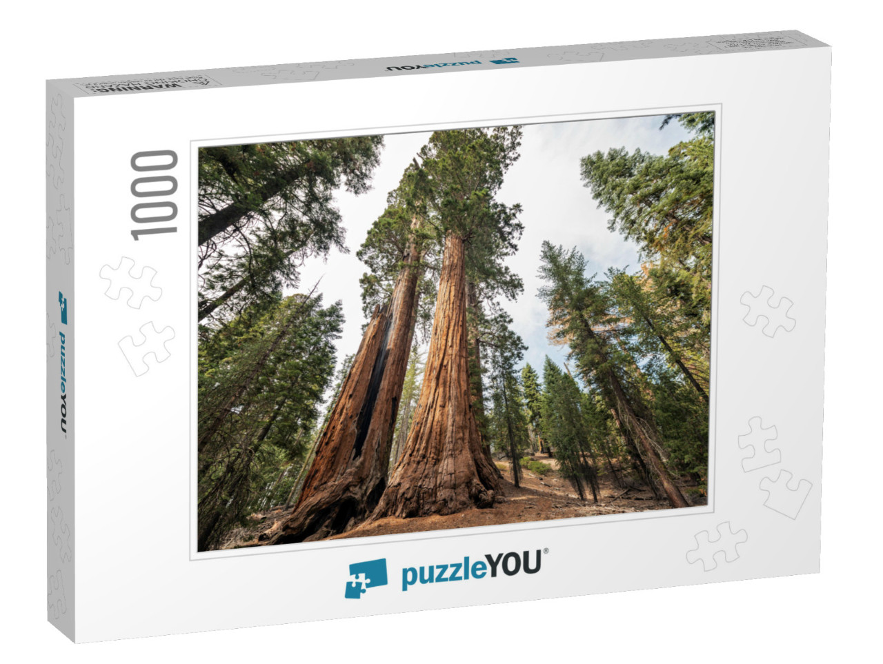 View At Gigantic Sequoia Trees in Sequoia National Park... Jigsaw Puzzle with 1000 pieces