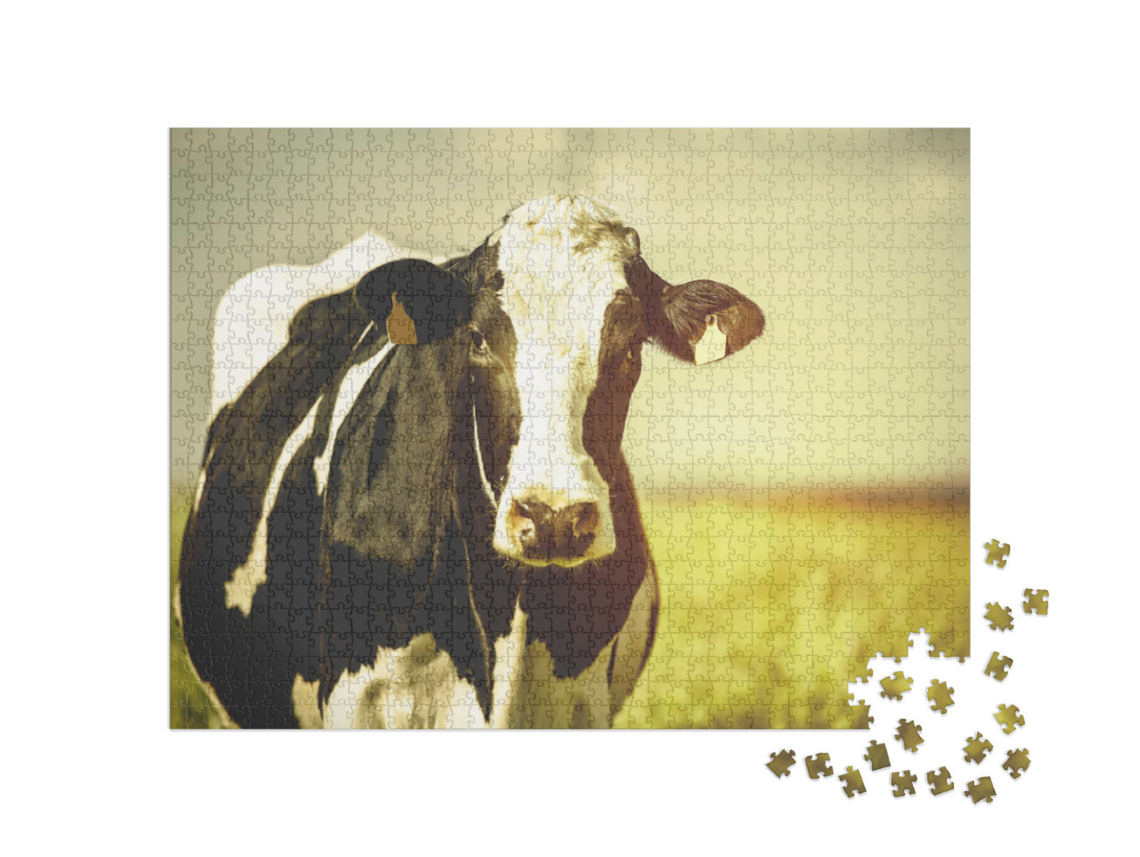 Dairy Cow At Countryside, Beautiful Sky in the Background... Jigsaw Puzzle with 1000 pieces