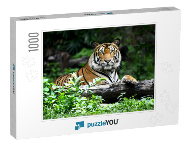 Bengal Tiger in Forest Show Head & Leg... Jigsaw Puzzle with 1000 pieces