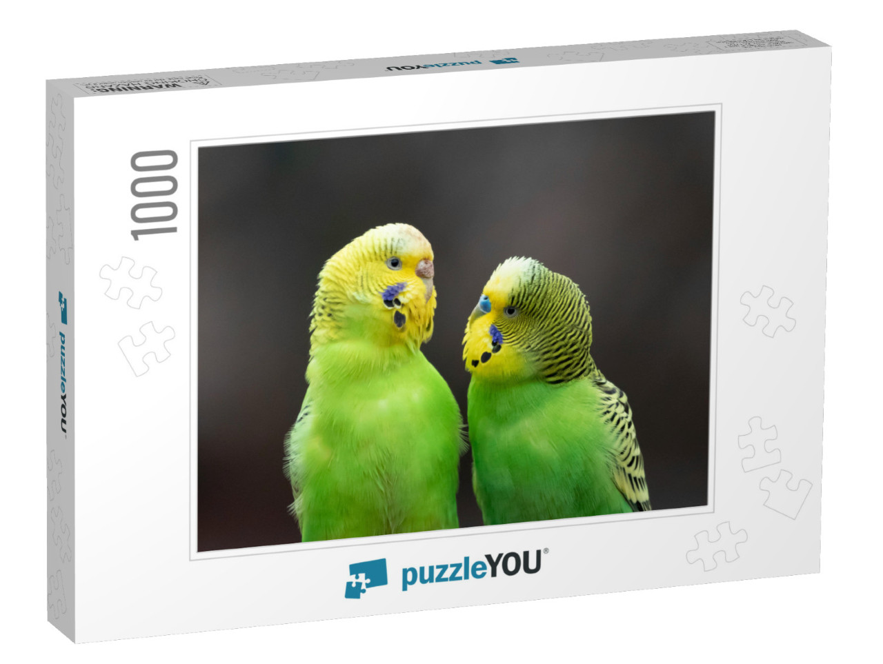 Budgerigar Melopsittacus Undulatus Portrait, Germany... Jigsaw Puzzle with 1000 pieces