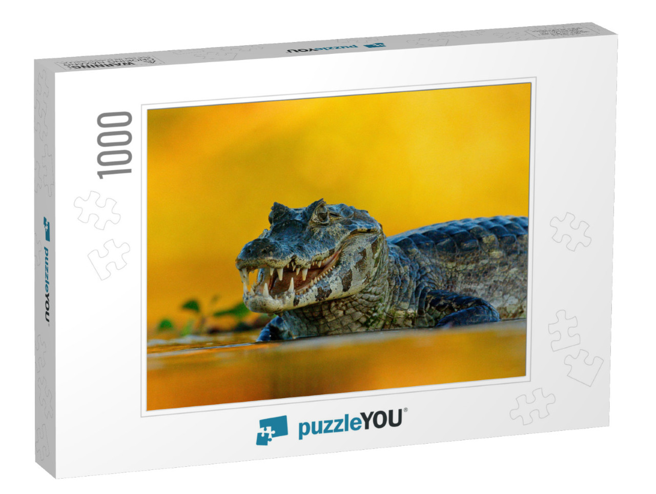 Yacare Caiman, Pantanal, Brazil. Detail Portrait of Dange... Jigsaw Puzzle with 1000 pieces