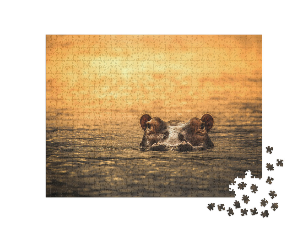 A Hippo At Sunset in the Selous Game Reserve, Tanzania... Jigsaw Puzzle with 1000 pieces