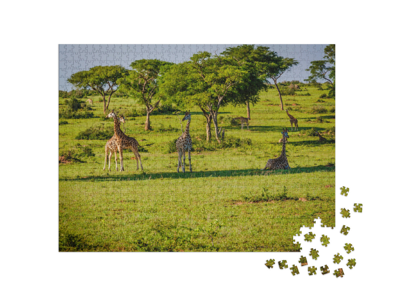 Pictorial Views of Nature & Wildlife Taken from Murchison... Jigsaw Puzzle with 1000 pieces