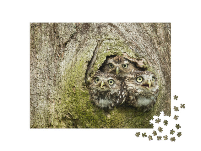 Three Little Owls in the Hollow of a Tree. Little Owl is... Jigsaw Puzzle with 1000 pieces