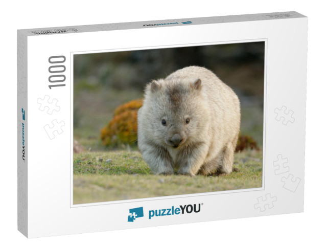 Australia, Tasmania, the Common Wombat Vombatus Ursinus... Jigsaw Puzzle with 1000 pieces