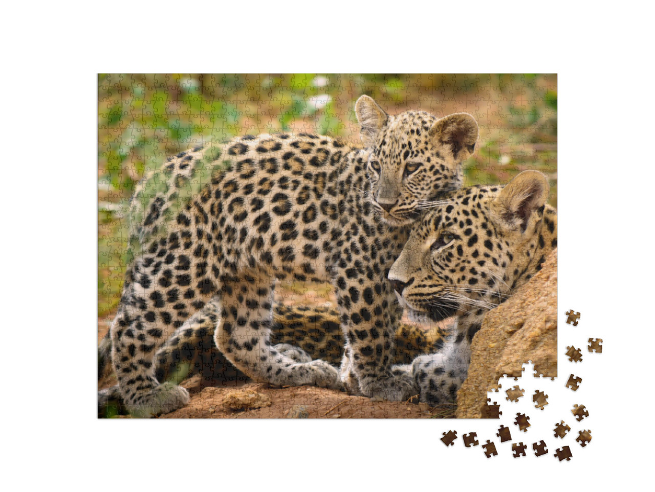 Leopard Mom & Her Cub... Jigsaw Puzzle with 1000 pieces