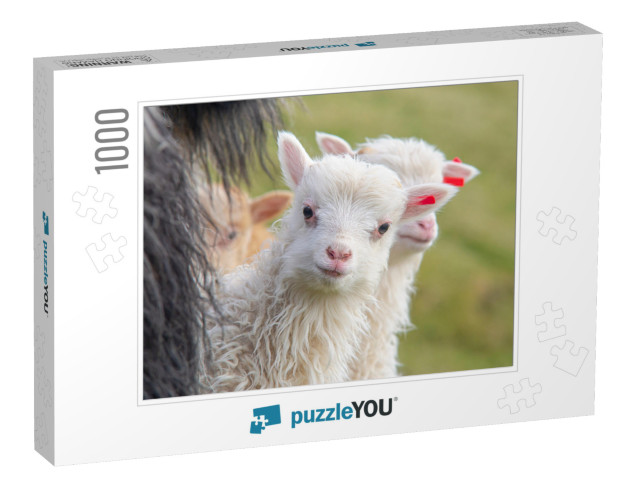 Faroe Islands Animals, Sheep & Lambs... Jigsaw Puzzle with 1000 pieces