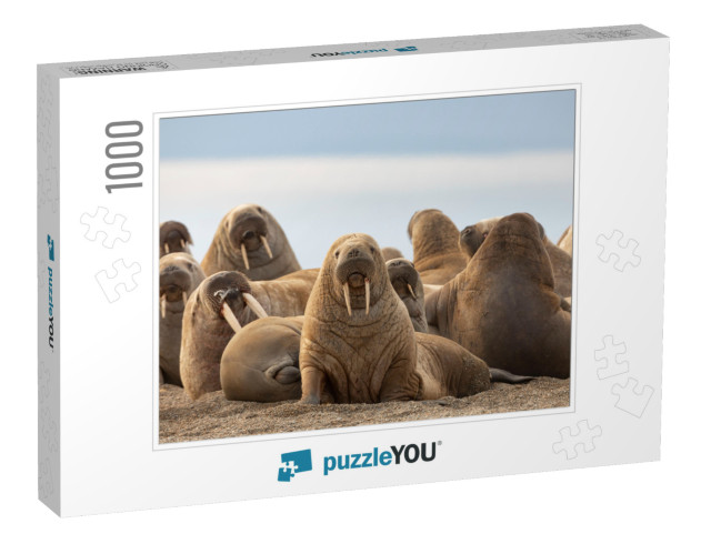 Walrus on Sand Beach, Svalbard... Jigsaw Puzzle with 1000 pieces