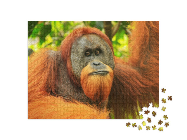 Portrait of Male Sumatran Orangutan Pongo Abelii in Gunun... Jigsaw Puzzle with 1000 pieces