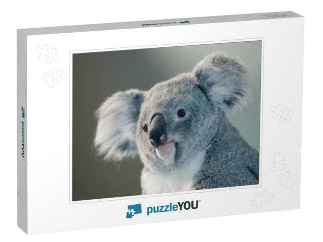 Koala Phascolarctos Cinereus, Portrait of Female... Jigsaw Puzzle