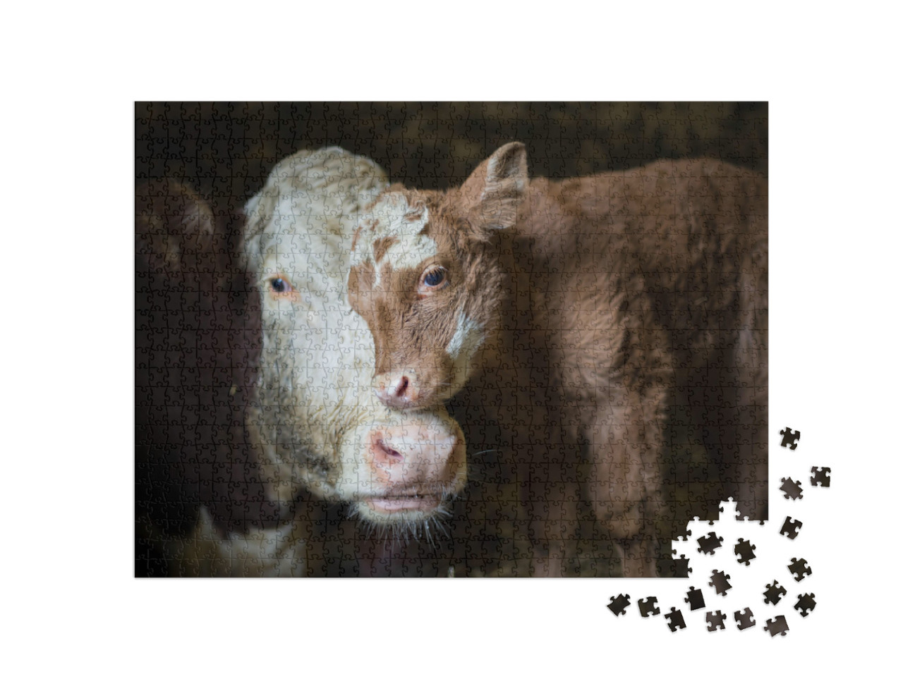 Cow & Calf Photographed on My Grandparents Farm. a Moment... Jigsaw Puzzle with 1000 pieces