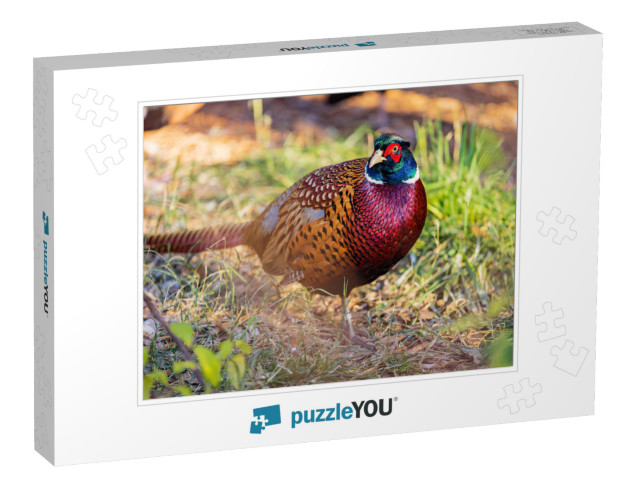 Close Up Shot of Male Ring Necked Pheasant At Oklahoma... Jigsaw Puzzle