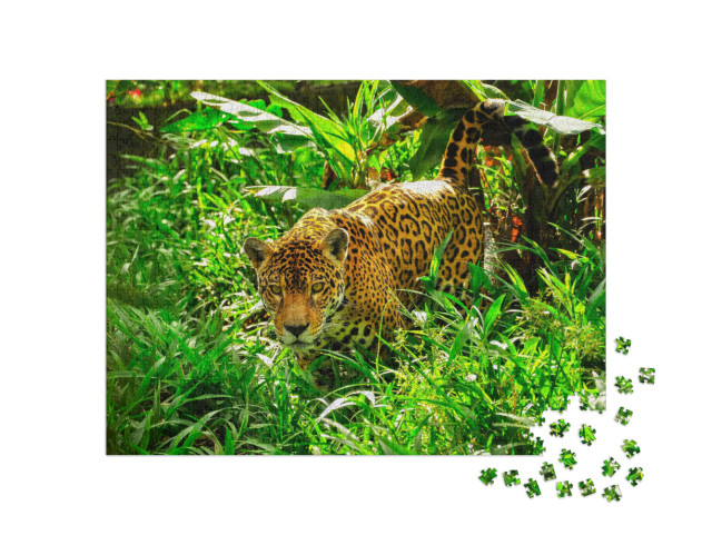 An Adult Jaguar Stalking in the Grass... Jigsaw Puzzle with 1000 pieces