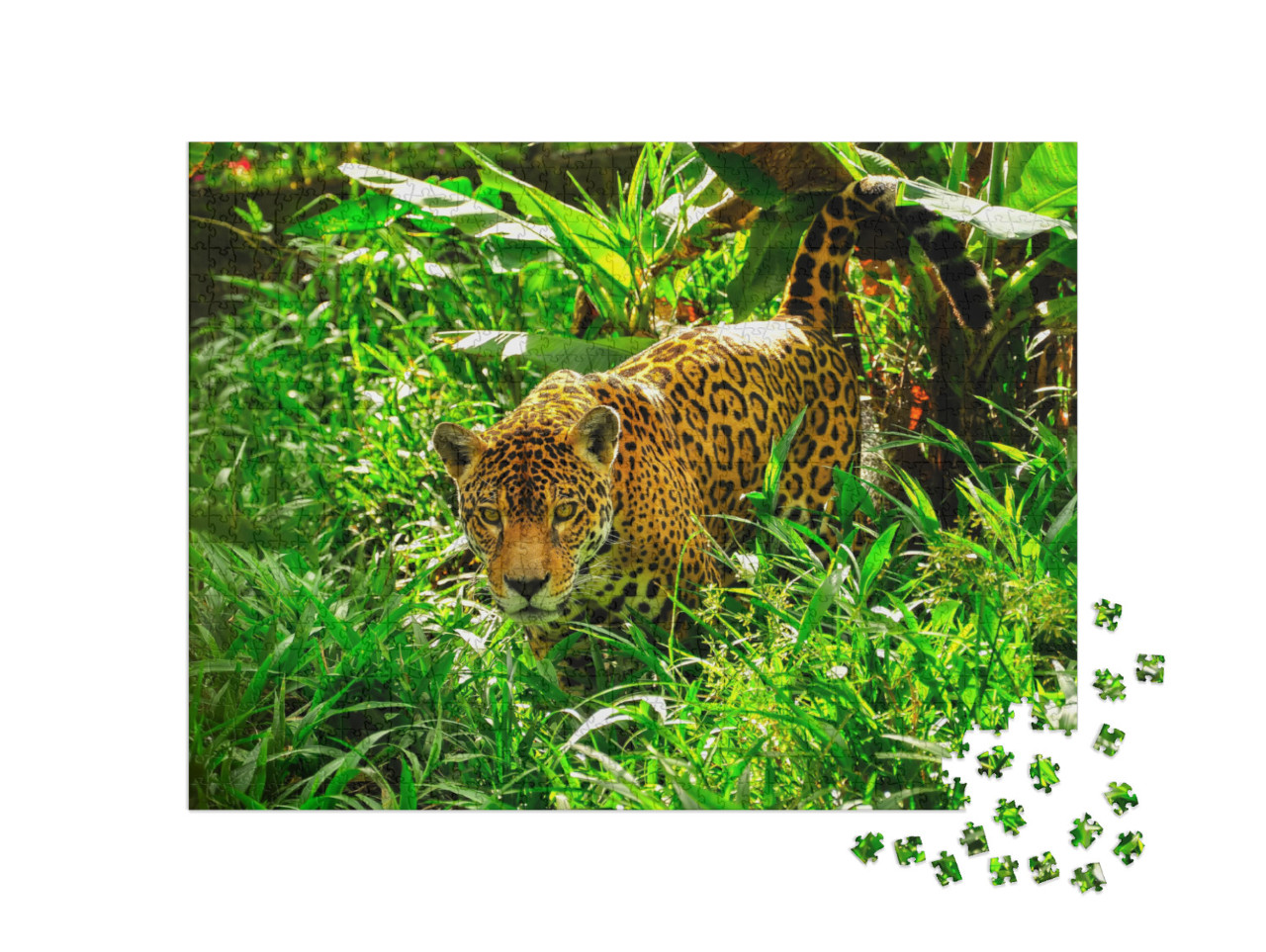 An Adult Jaguar Stalking in the Grass... Jigsaw Puzzle with 1000 pieces