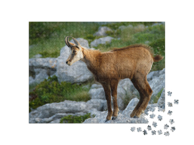 Chamois in Biokovo Nature Park, Croatia... Jigsaw Puzzle with 1000 pieces