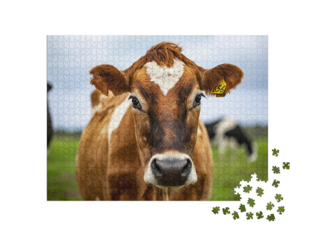 Brown Cow Staring At Me... Jigsaw Puzzle with 1000 pieces