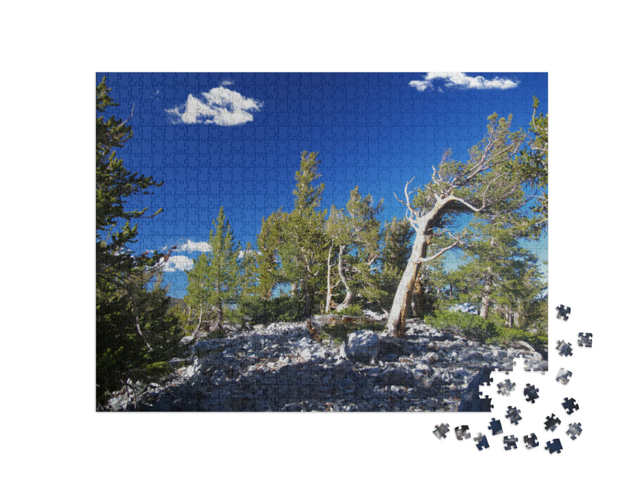 Bristlecone Pines in Great Basin National Park in Nevada_... Jigsaw Puzzle with 1000 pieces