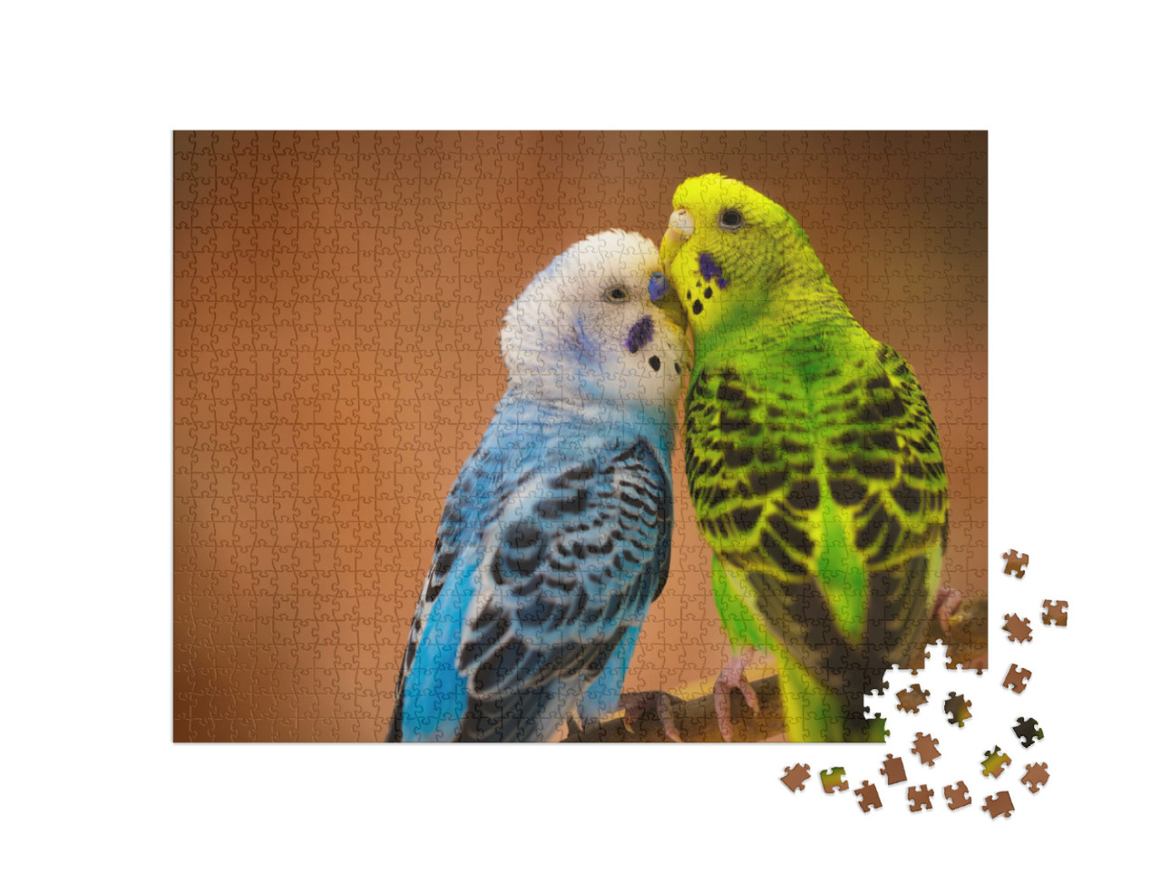 Budgerigar... Jigsaw Puzzle with 1000 pieces