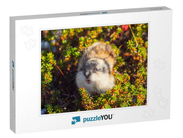 Wild Angry Norwegian Lemming Looking. Khibiny Mountains... Jigsaw Puzzle