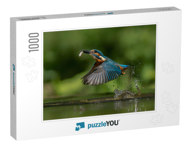 Common European Kingfisher Alcedo Atthis. Kingfisher Flyi... Jigsaw Puzzle with 1000 pieces