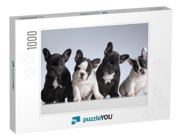 Four French Bulldogs. Studio Shot... Jigsaw Puzzle with 1000 pieces