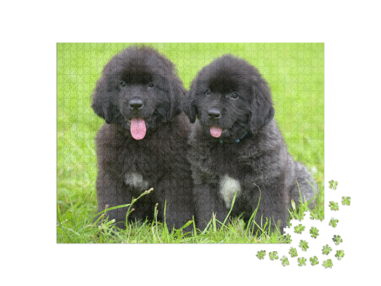 Two Small Black Puppies of Newfoundland... Jigsaw Puzzle with 1000 pieces