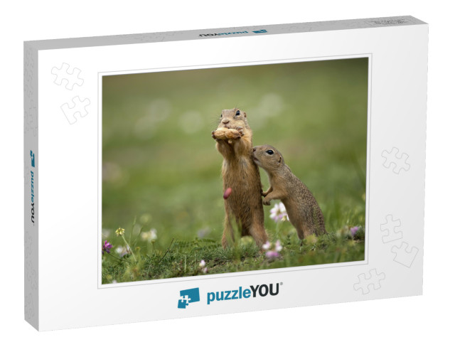 Cute Gopher in Proximity on a Summer Meadow with Grass... Jigsaw Puzzle