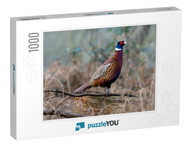 Common Pheasant, Phasianus Colchicus, Single Male on Log... Jigsaw Puzzle with 1000 pieces