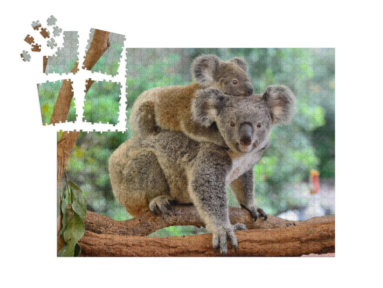 Mother Koala with Baby on Her Back, on Eucalyptus Tree... | SMART SORTED® | Jigsaw Puzzle with 1000 pieces