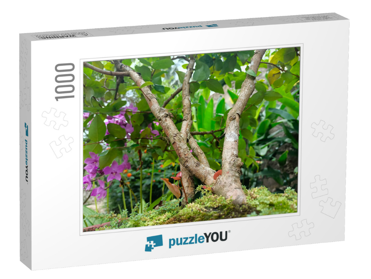 Best Picture of Bonsai Tree in Tropical Nature... Jigsaw Puzzle with 1000 pieces