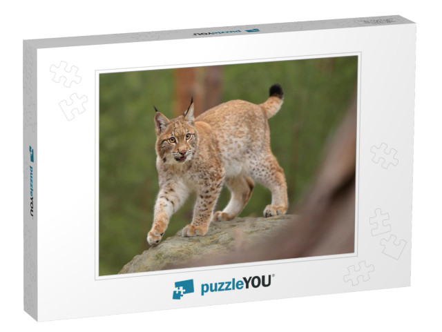 Eurasian Lynx Lynx in the Natural Environment. Taken in... Jigsaw Puzzle