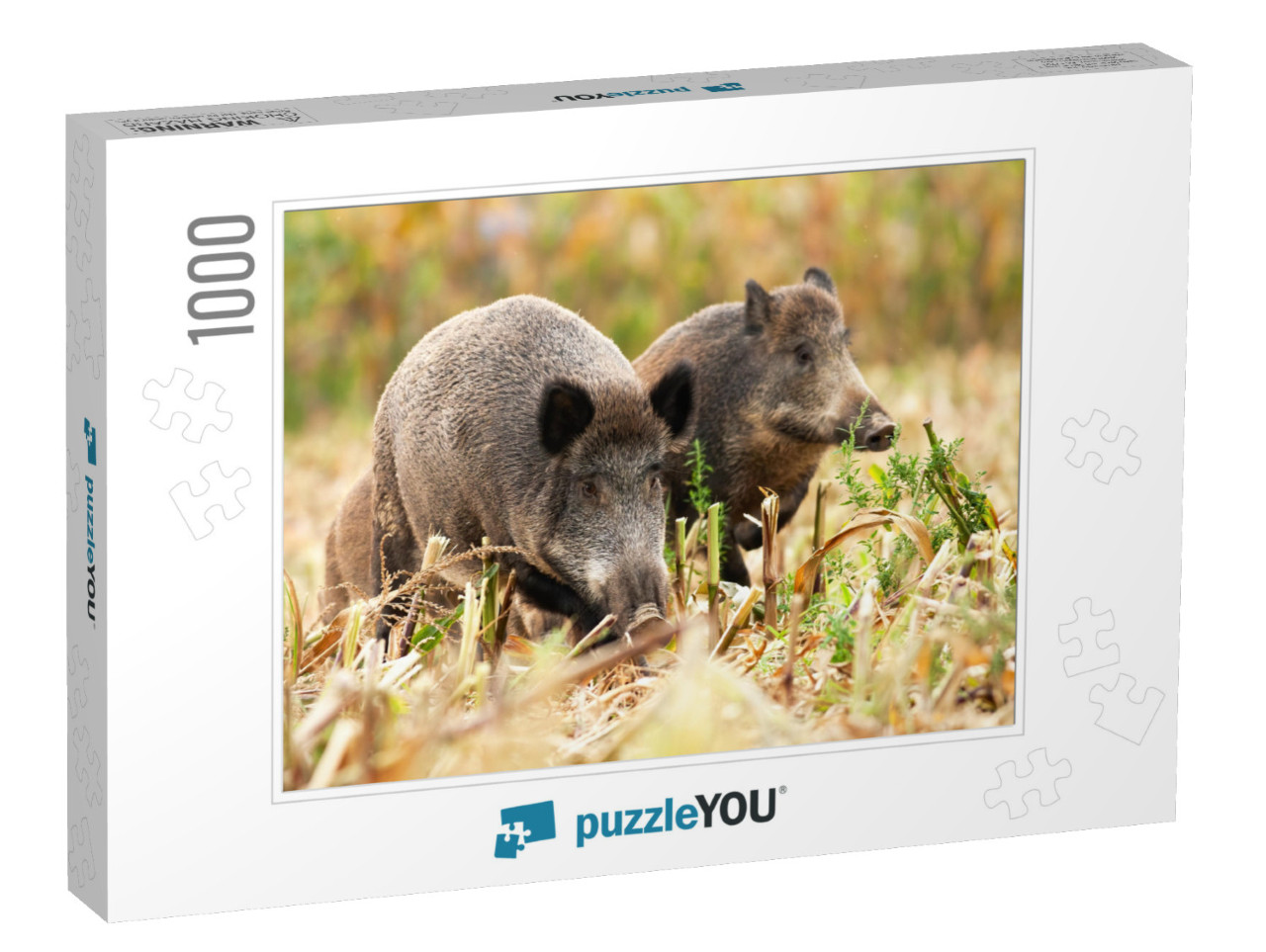 Herd of Wild Boars, Sus Scrofa, Wandering & Looking for S... Jigsaw Puzzle with 1000 pieces