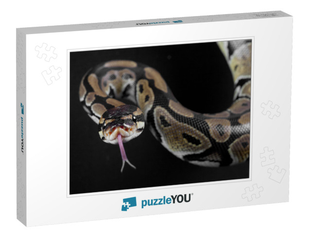 Python Snake with the Tongue Out in Studio... Jigsaw Puzzle