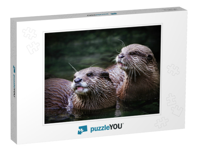 Cute Otter Couple in the Water... Jigsaw Puzzle