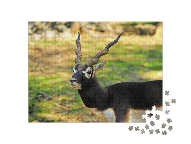 A Male Blackbuck with Twisted Horns... Jigsaw Puzzle with 1000 pieces