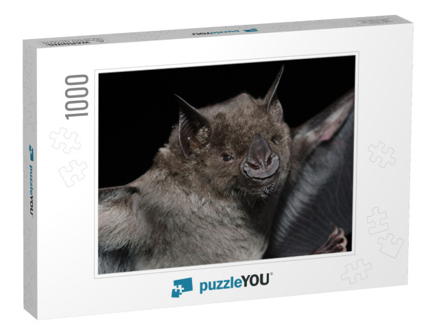 A Brazilian Bat, the Greater Spear-Nosed Bat Phyllostomus... Jigsaw Puzzle with 1000 pieces