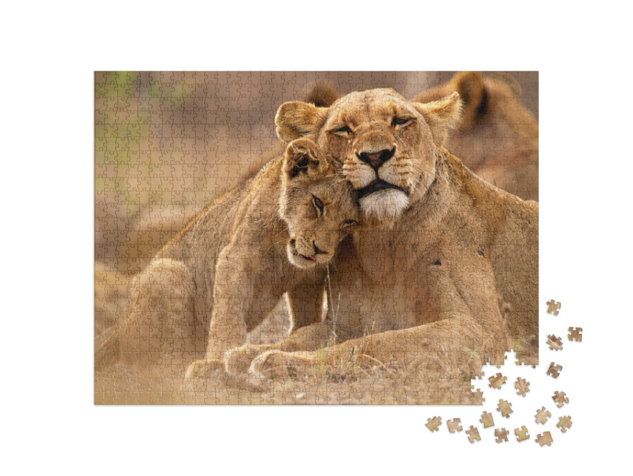 Predator's Love. Lioness & Cub in the Kruger Np, South Af... Jigsaw Puzzle with 1000 pieces