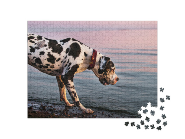 Side View of Interested Adorable Majestic Great Dane Harl... Jigsaw Puzzle with 1000 pieces