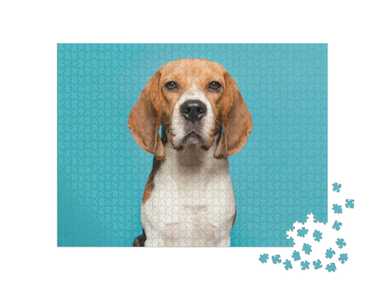 Portrait of a Beagle Looking At the Camera on a Blue Back... Jigsaw Puzzle with 1000 pieces