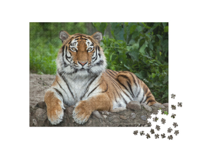 Siberian Tiger Panthera Tigris Altaica, Also Known as the... Jigsaw Puzzle with 1000 pieces