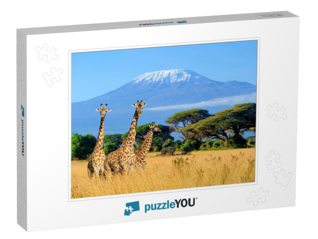 Three Giraffe on Kilimanjaro Mount Background in National... Jigsaw Puzzle