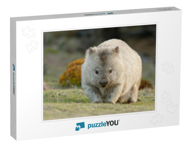 Australia, Tasmania, the Common Wombat Vombatus Ursinus... Jigsaw Puzzle