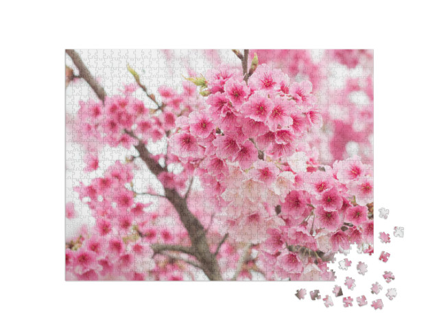 Beautiful Cherry Blossoms Blooming in Yangming Mountain... Jigsaw Puzzle with 1000 pieces