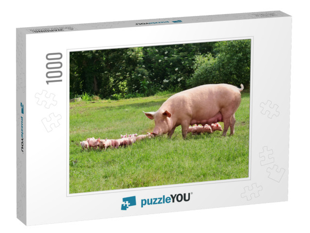 Family of Pigs in a Green Open-Air Lawn Where the Puppies... Jigsaw Puzzle with 1000 pieces