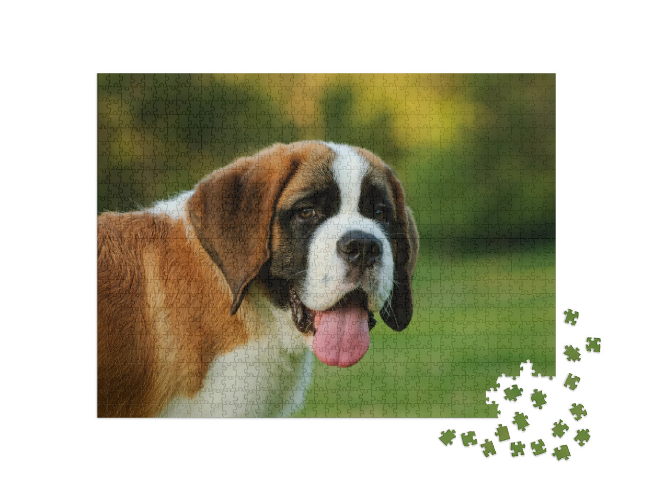 Portrait of Saint Bernard Puppy in the Park... Jigsaw Puzzle with 1000 pieces