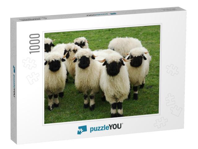 A Herd of White Sheep with a Black Beak, Nose & Ears. Wal... Jigsaw Puzzle with 1000 pieces